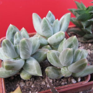 Pachyphytum compactum Blue