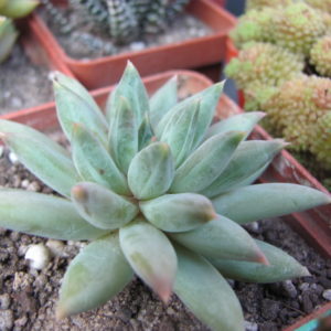 Pachyphytum   hybr.