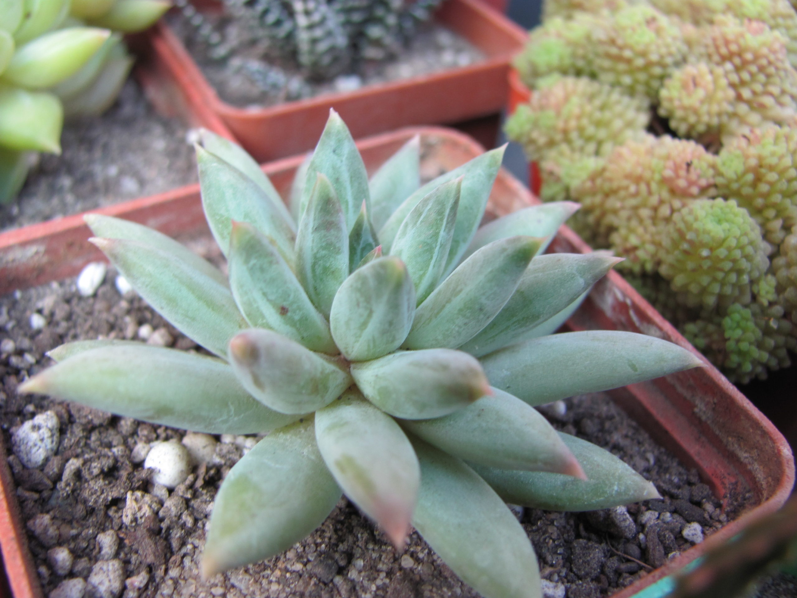 Pachyphytum hybr.