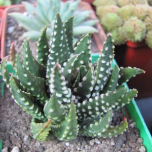 Haworthia pumila