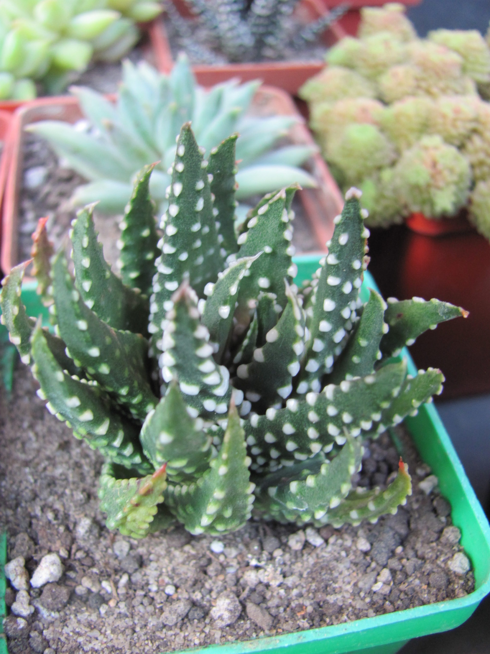 Haworthia pumila