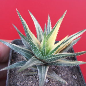 Haworthia attenuata variegata