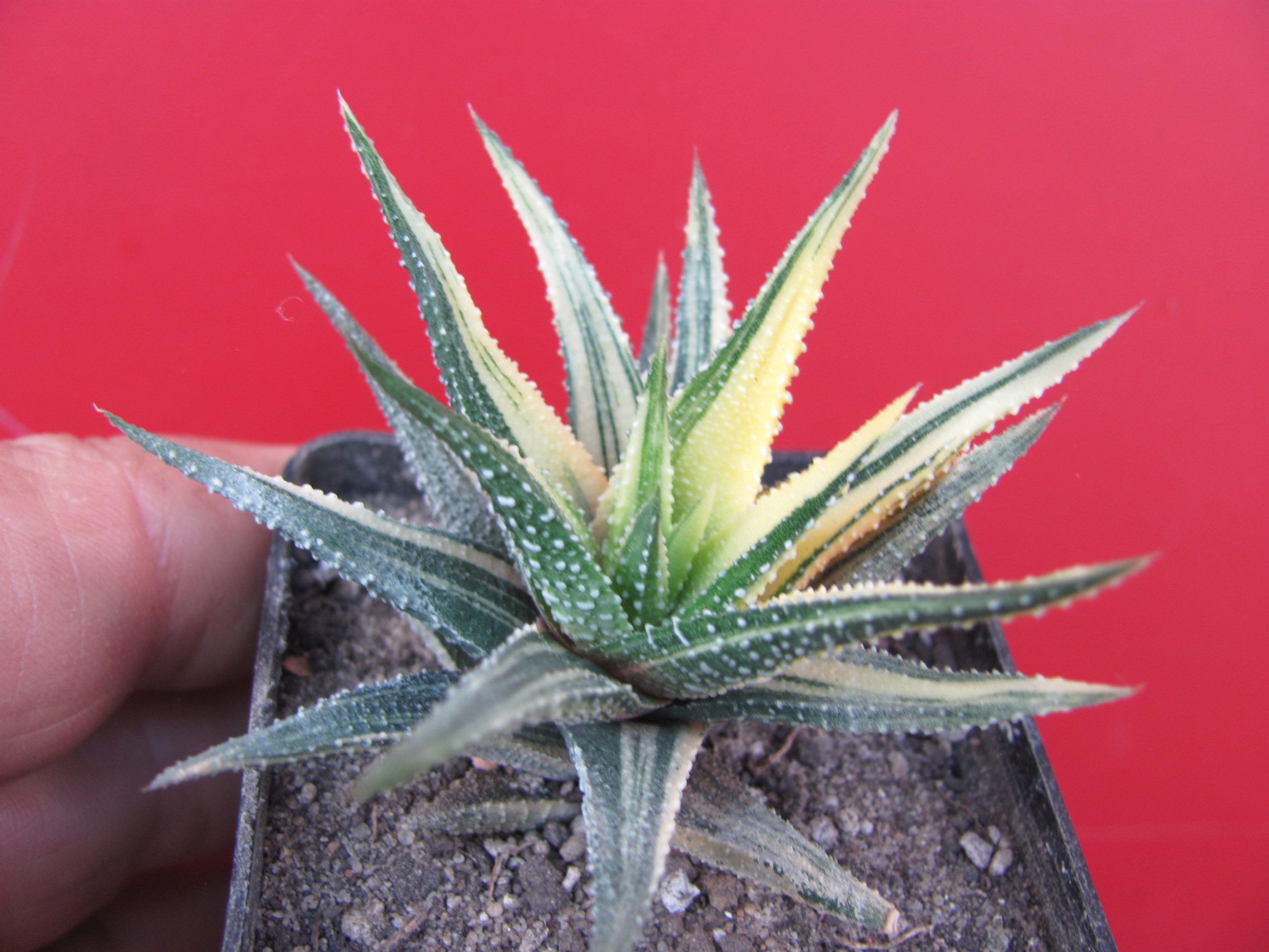 Haworthia attenuata variegata
