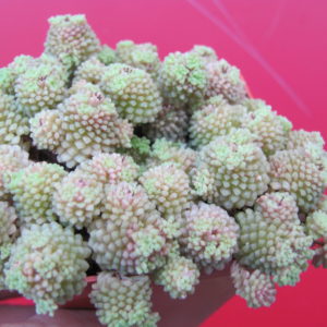Monanthes   polyphylla