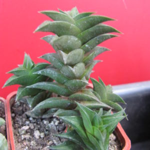 Haworthia viscosa