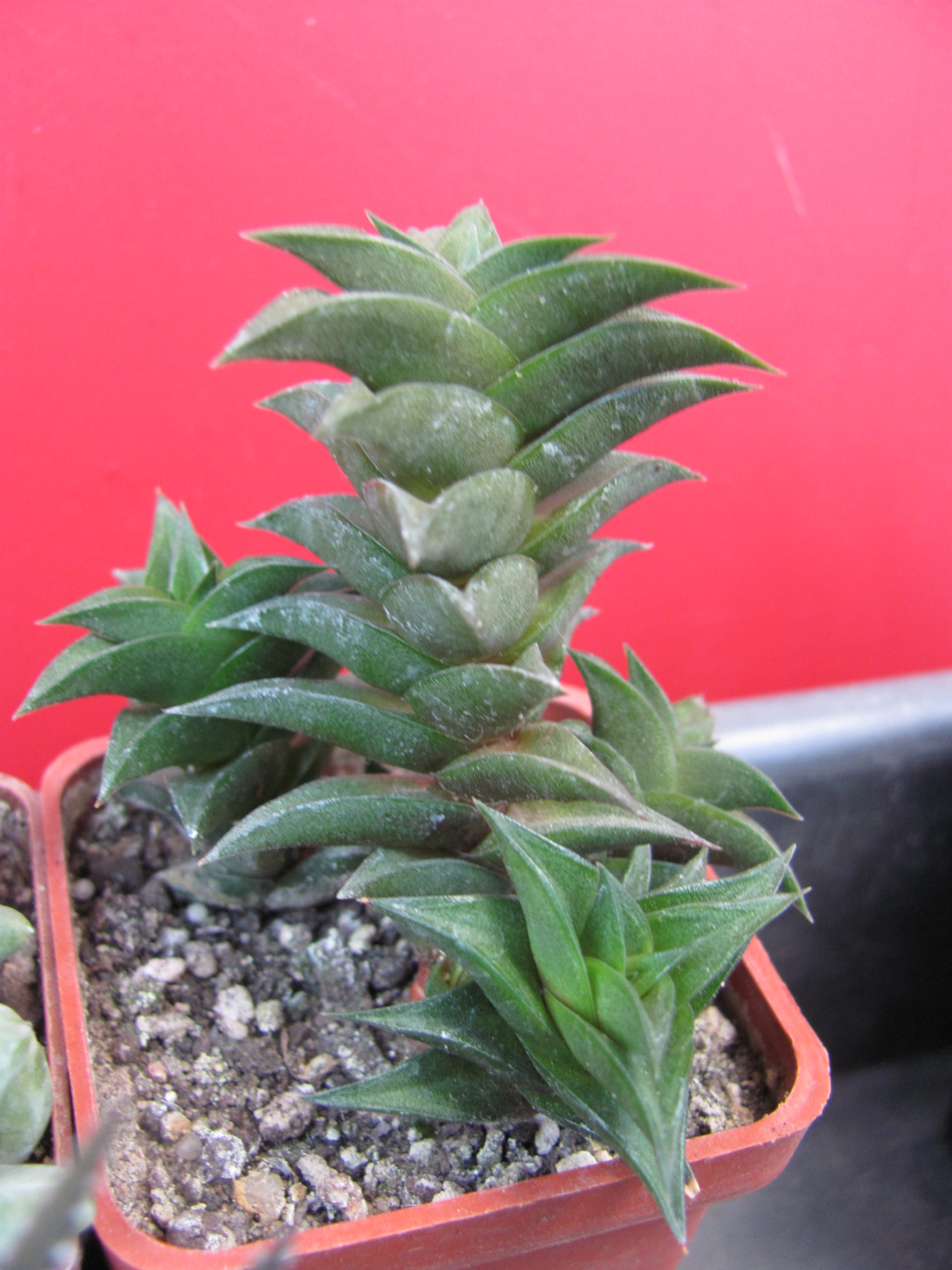 Haworthia viscosa