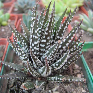 Haworthia  attenuata  Alba