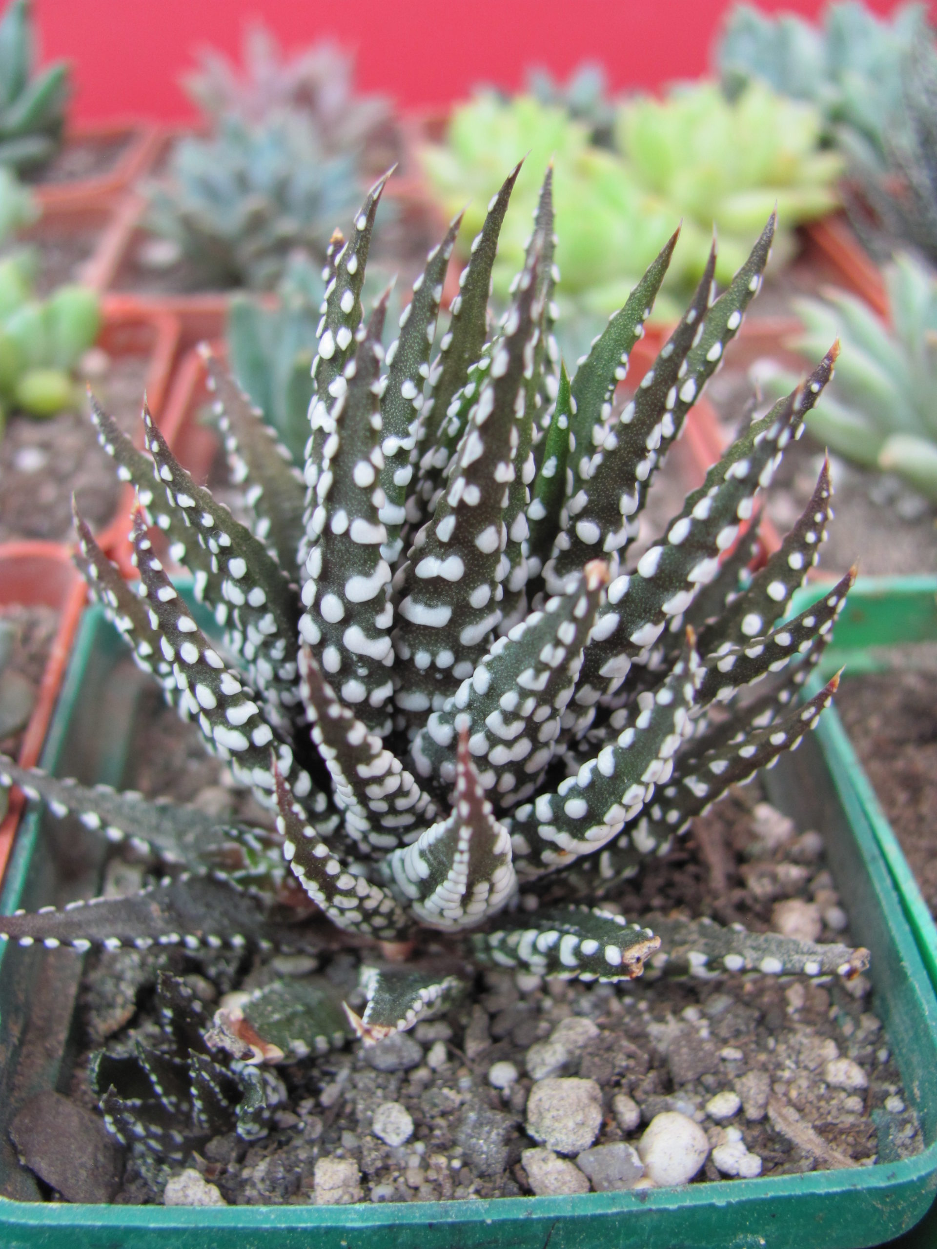 Haworthia  attenuata  Alba