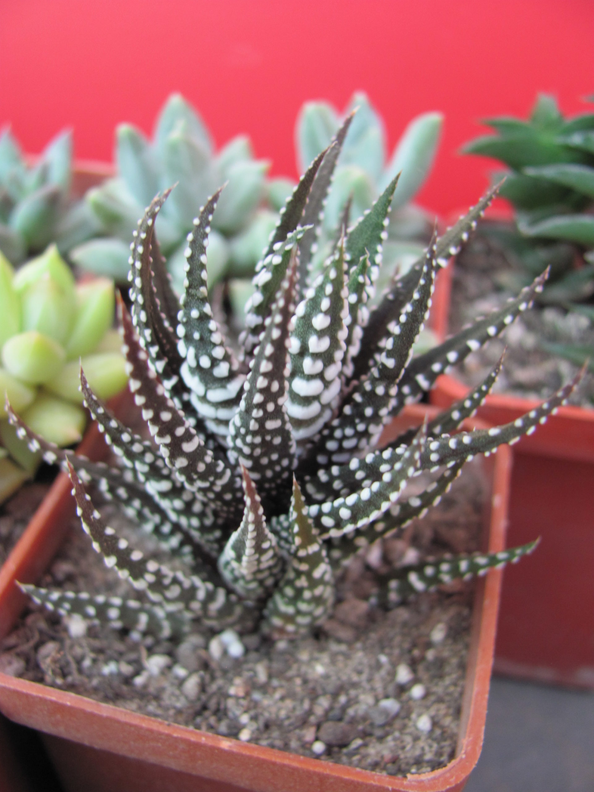 Haworthia   attenuata Alba