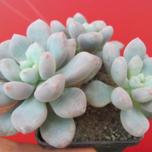 Pachyphytum oviferum    hybr.   #100