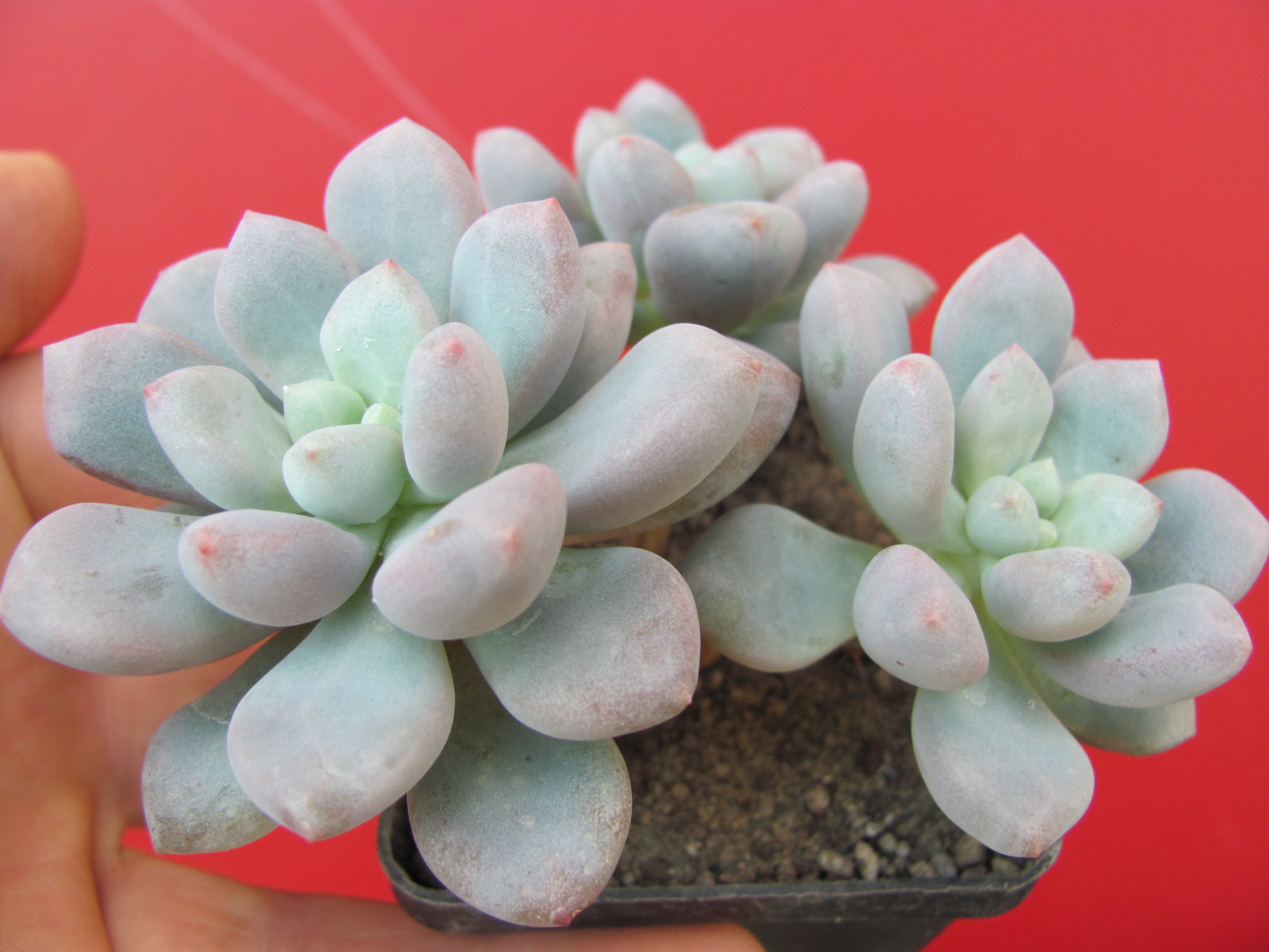 Pachyphytum oviferum hybr. #100