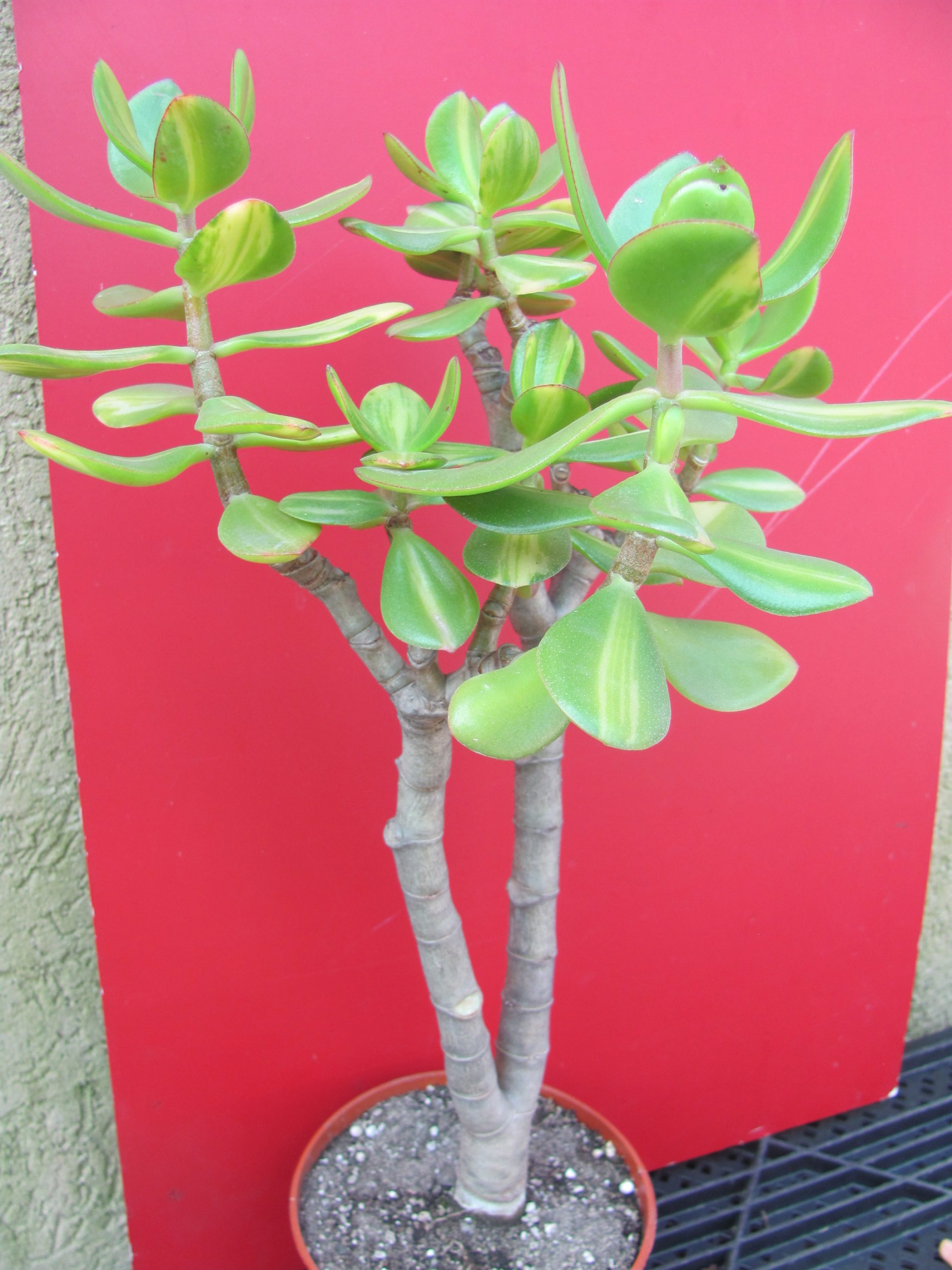 Crassula Solana