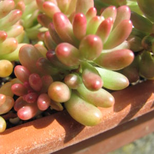 Sedum Aurora