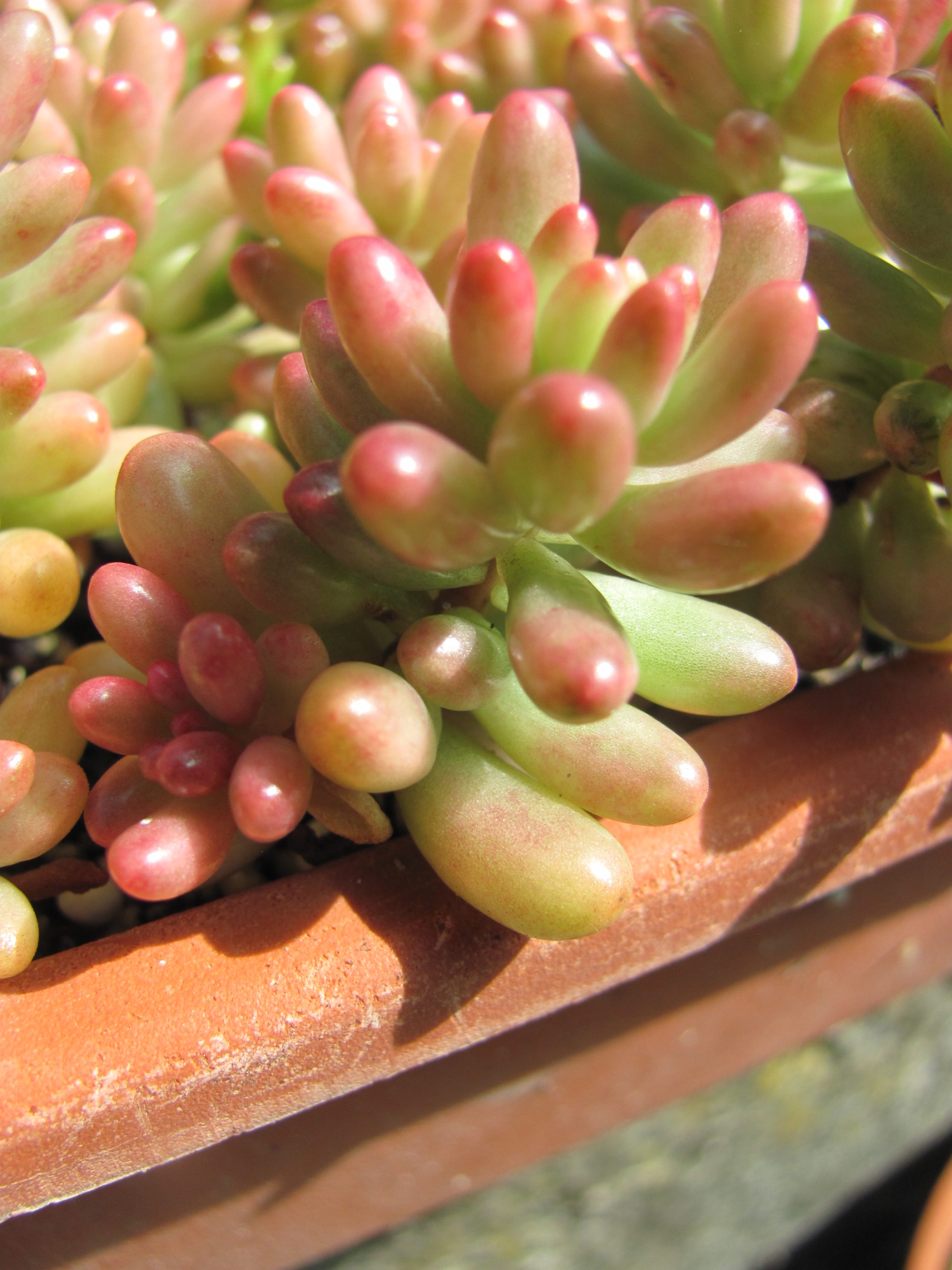 Sedum Aurora