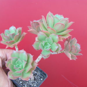 Aeonium