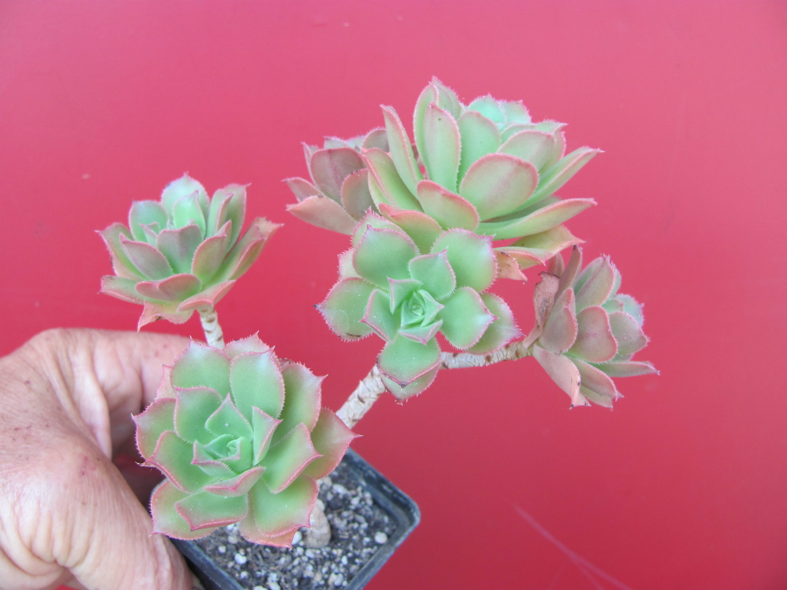Aeonium