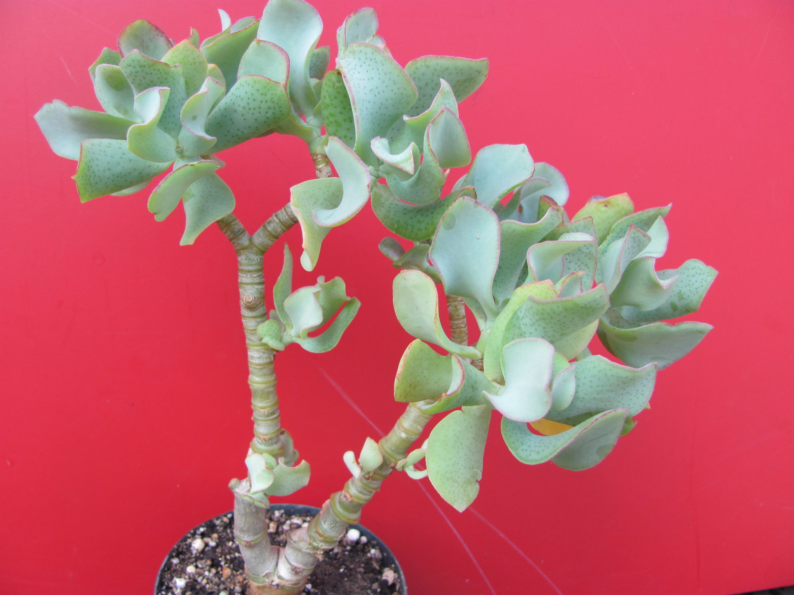 Crassula Blue Bird
