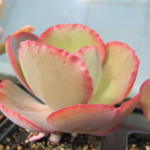 Echeveria Crinoline