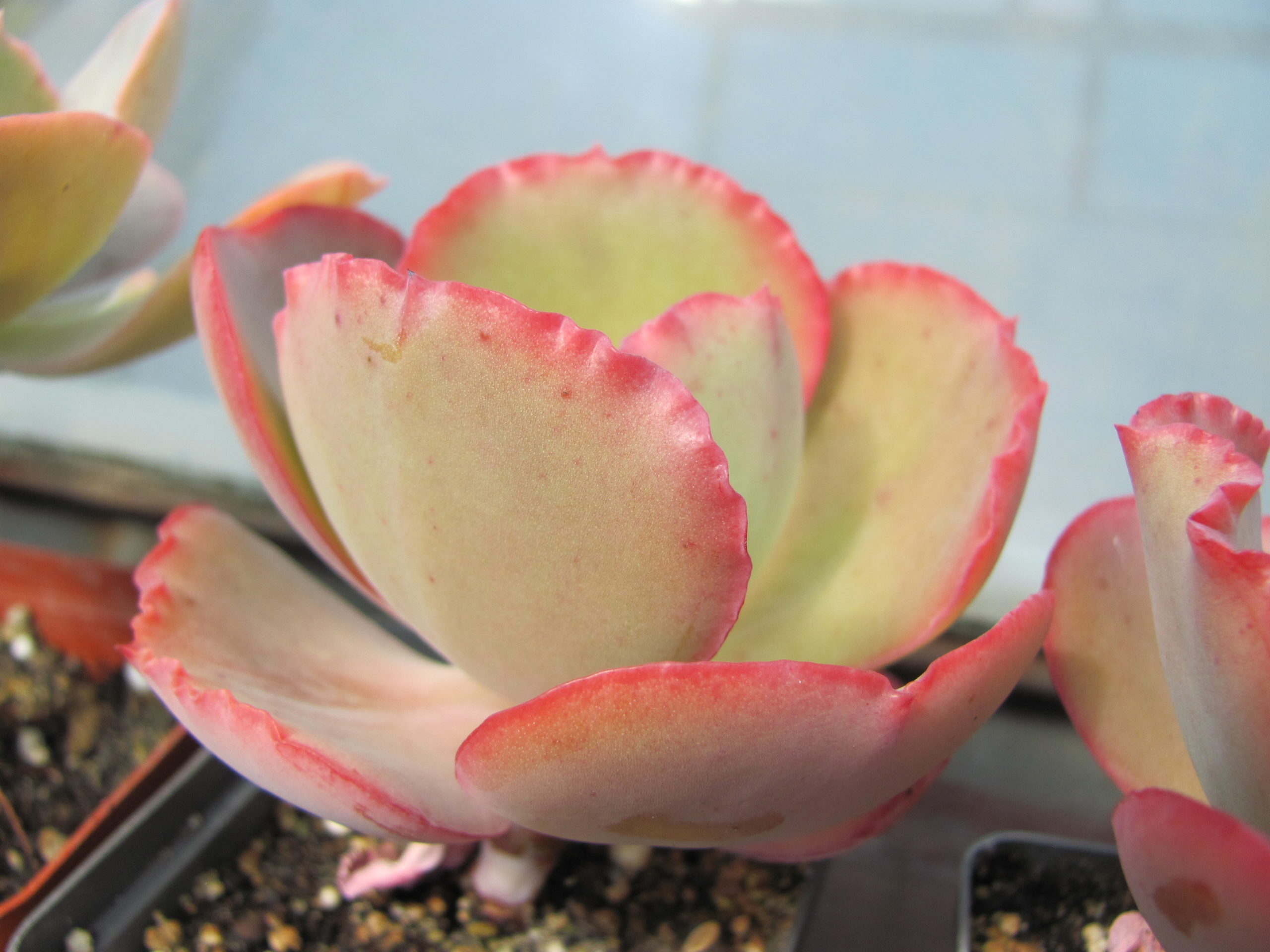 Echeveria Crinoline