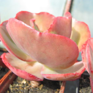 Echeveria Fire Light