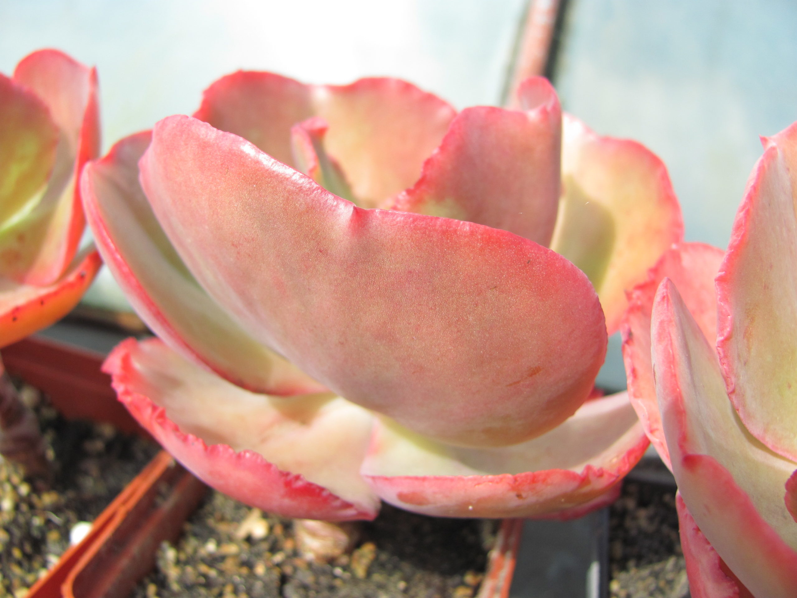 Echeveria Fire Light