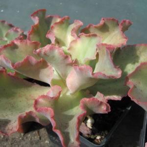 Echeveria