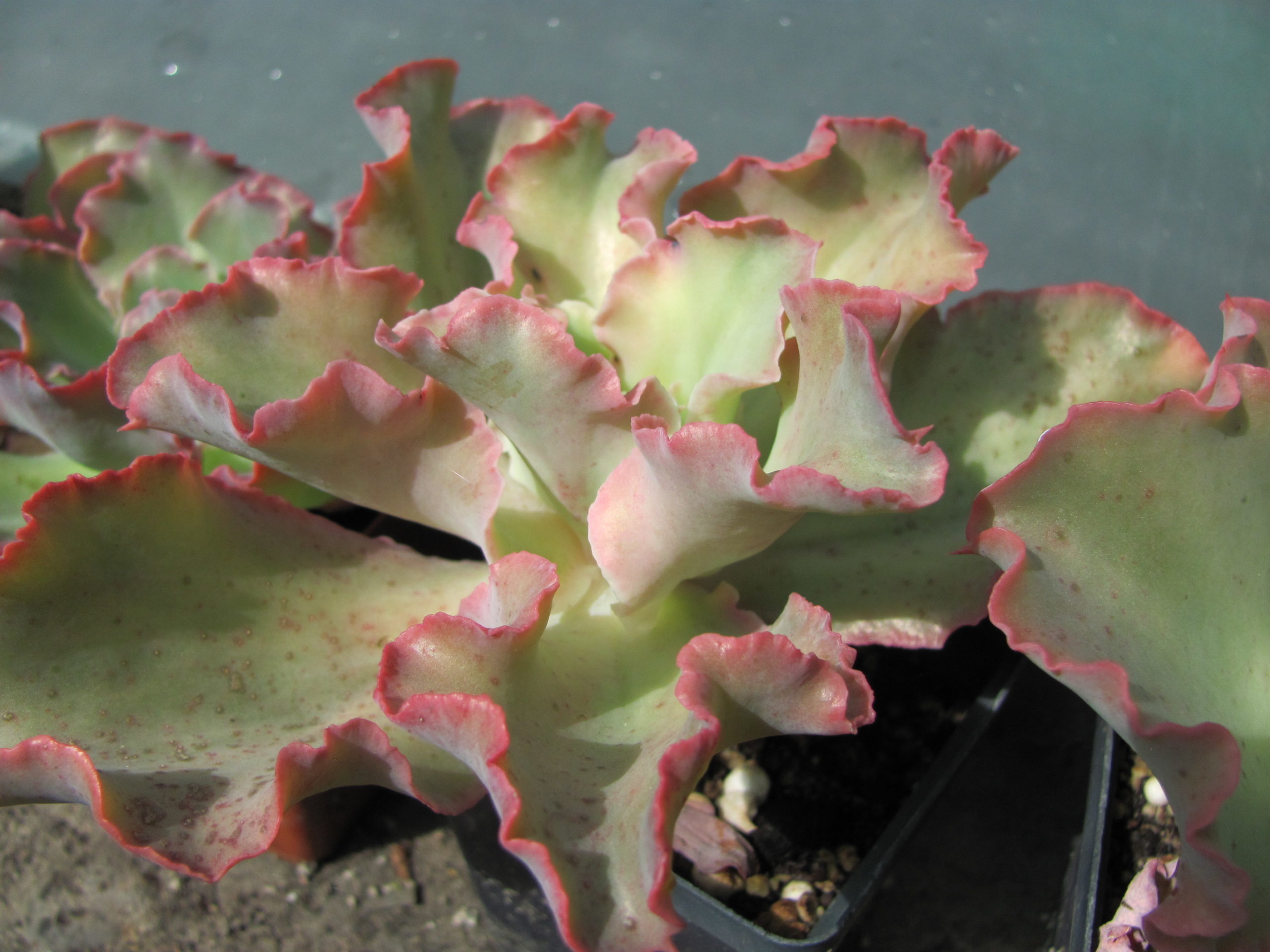 Echeveria