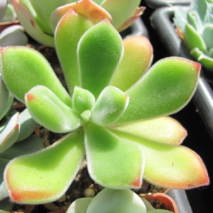 Echeveria pulvinata  Ruby