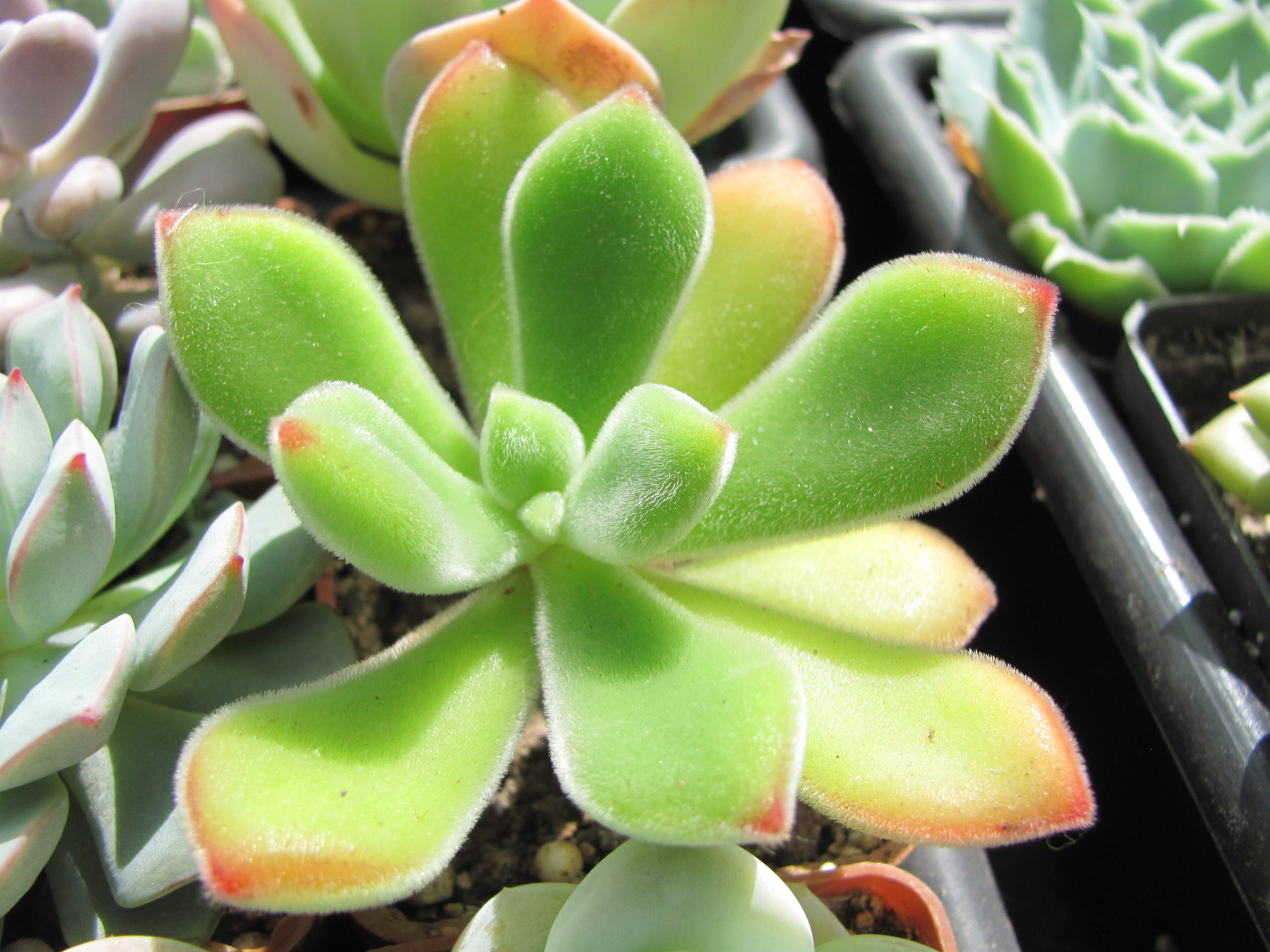 Echeveria pulvinata  Ruby