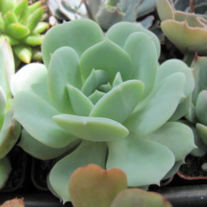 Echeveria  Lunas