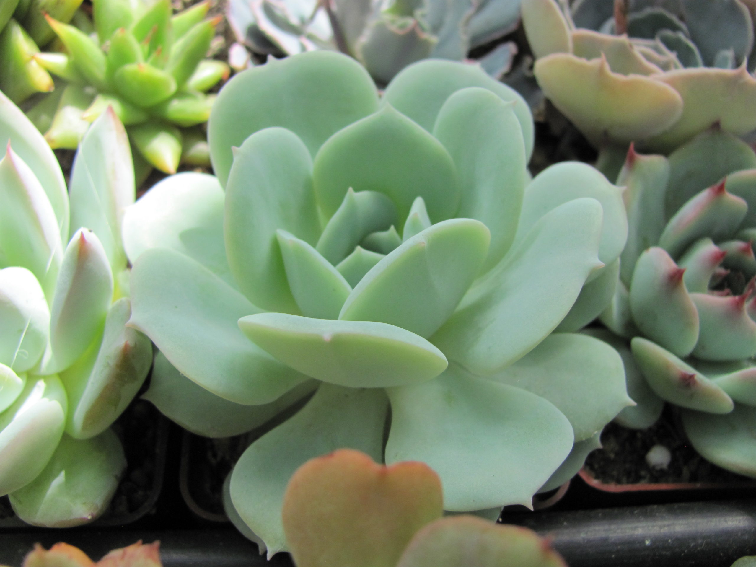 Echeveria  Lunas