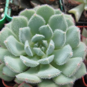 Echeveria *Comet*
