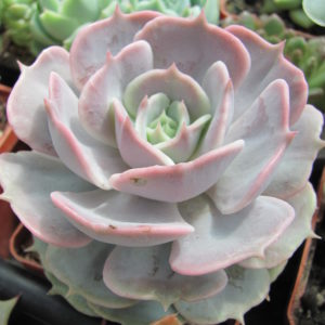 Echeveria hybr.