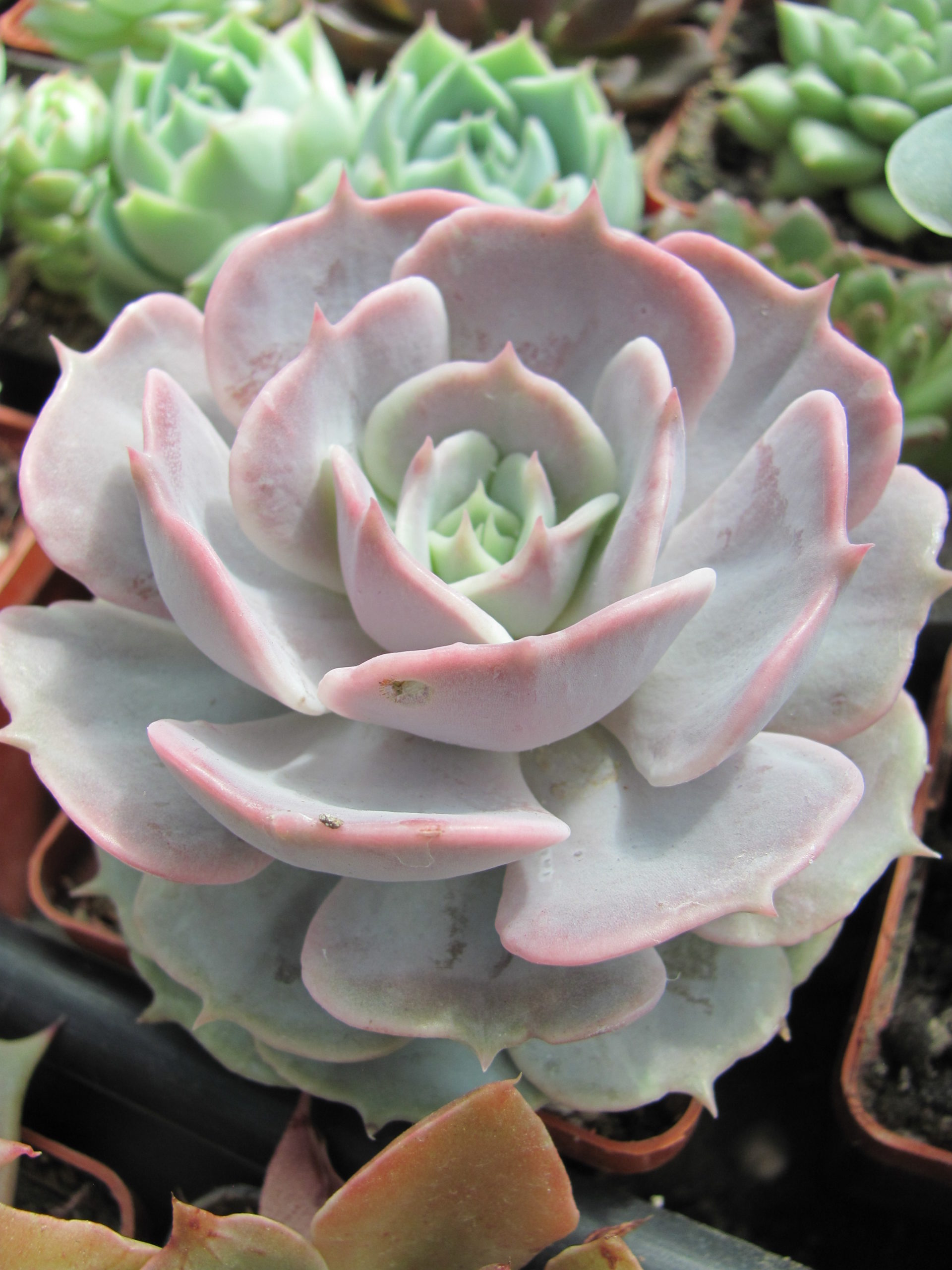 Echeveria hybr.
