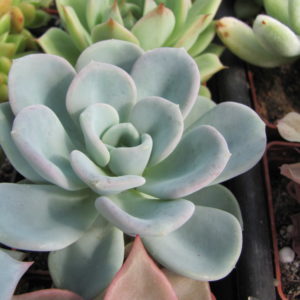 Echeveria Orpet