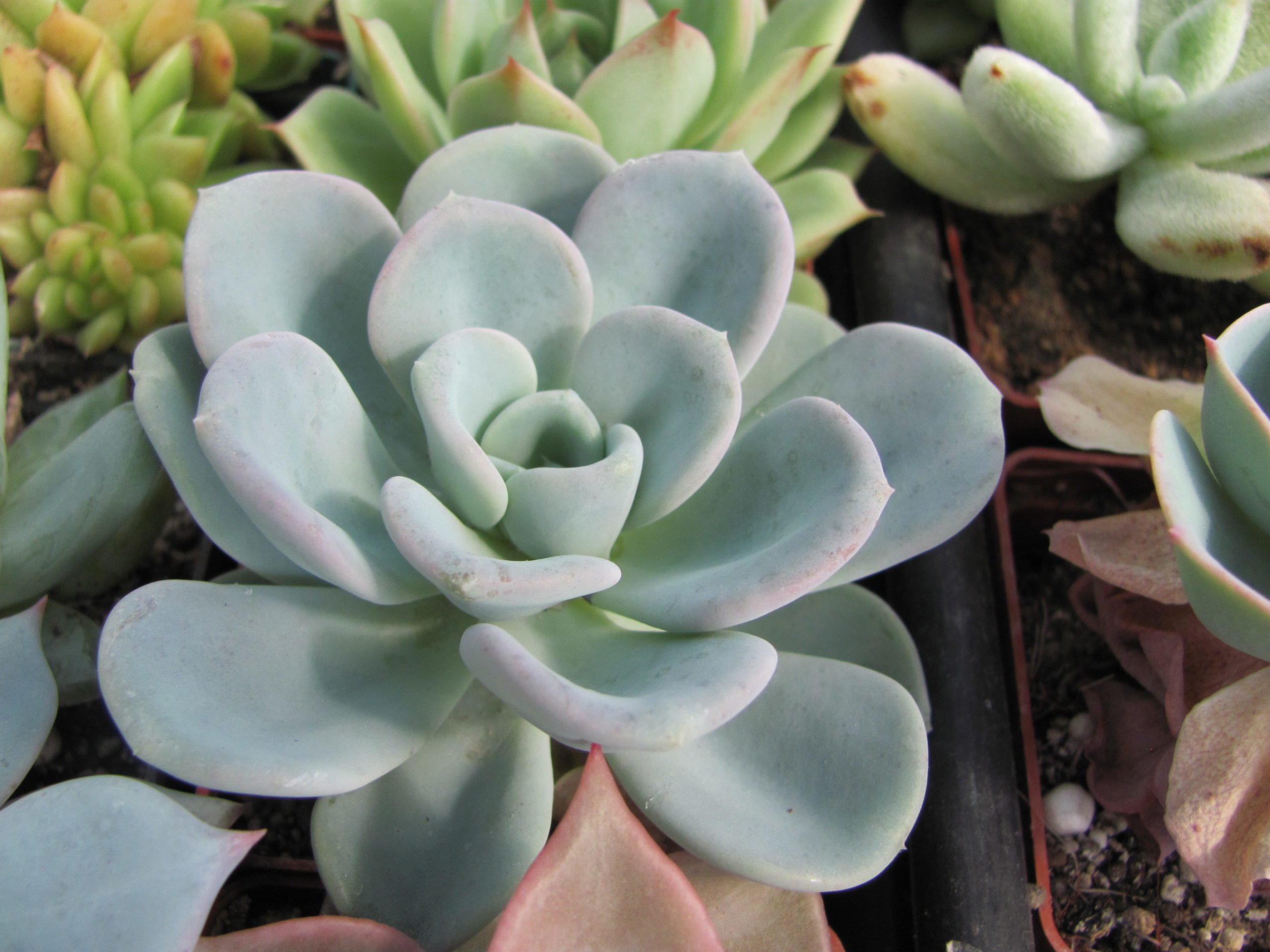 Echeveria Orpet