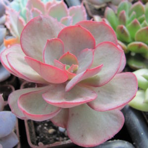 Echeveria   Suyon