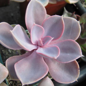 Echeveria Purple Pearl