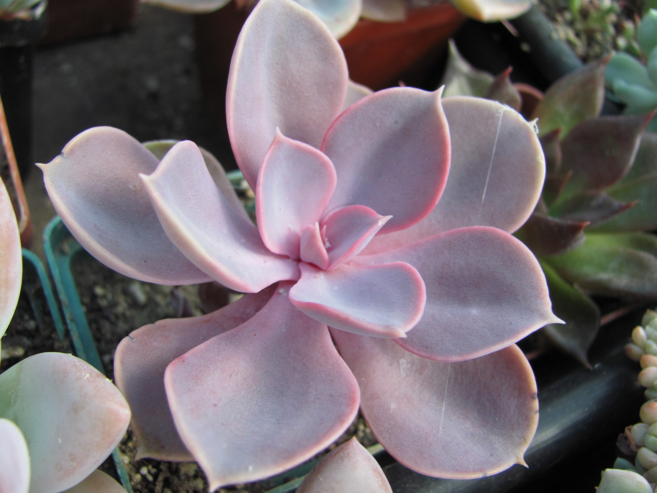 Echeveria Purple Pearl