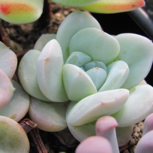 Echeveria hybr.    # 19