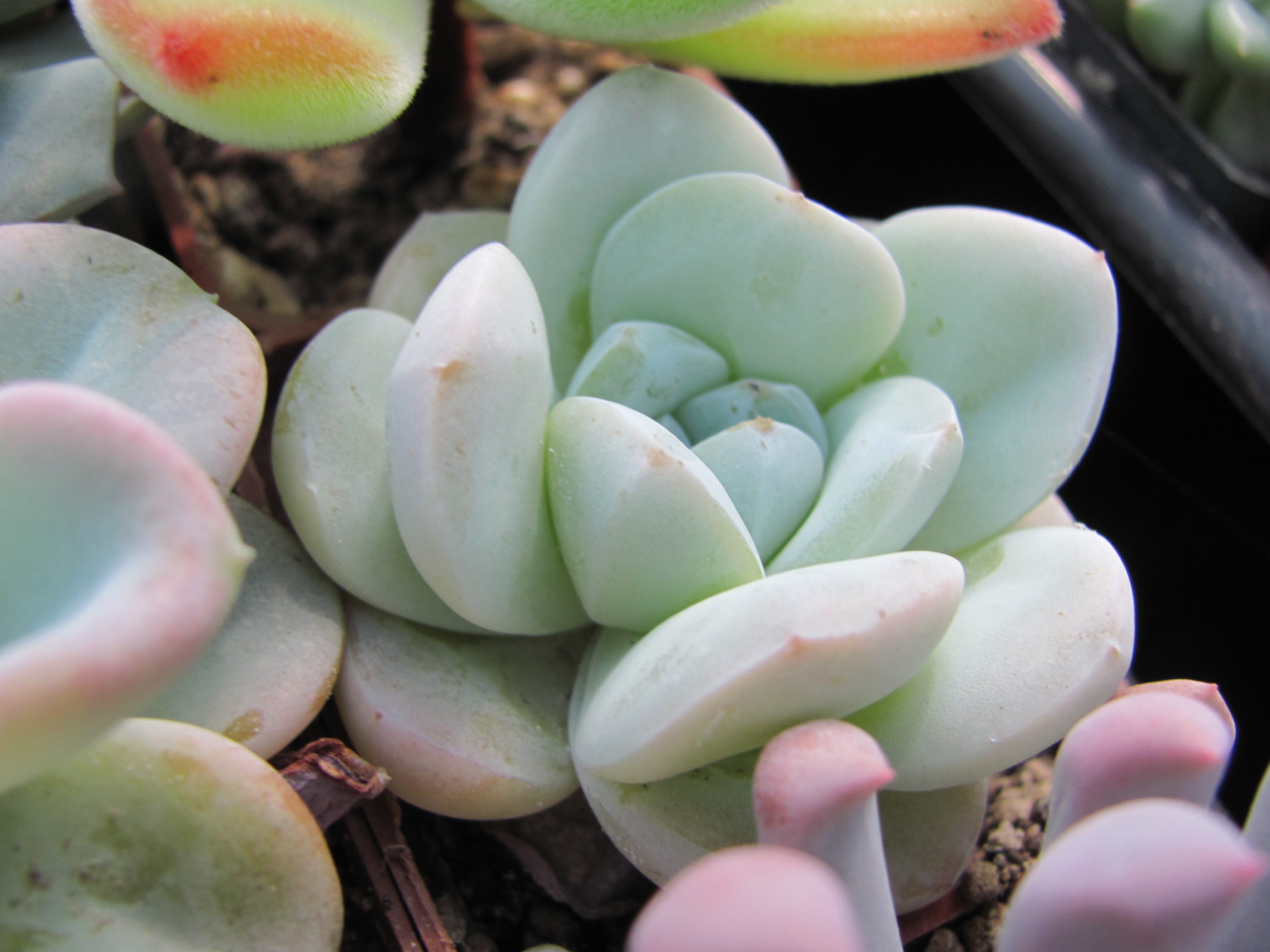 Echeveria hybr.    # 19