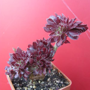 Aeonium cristata