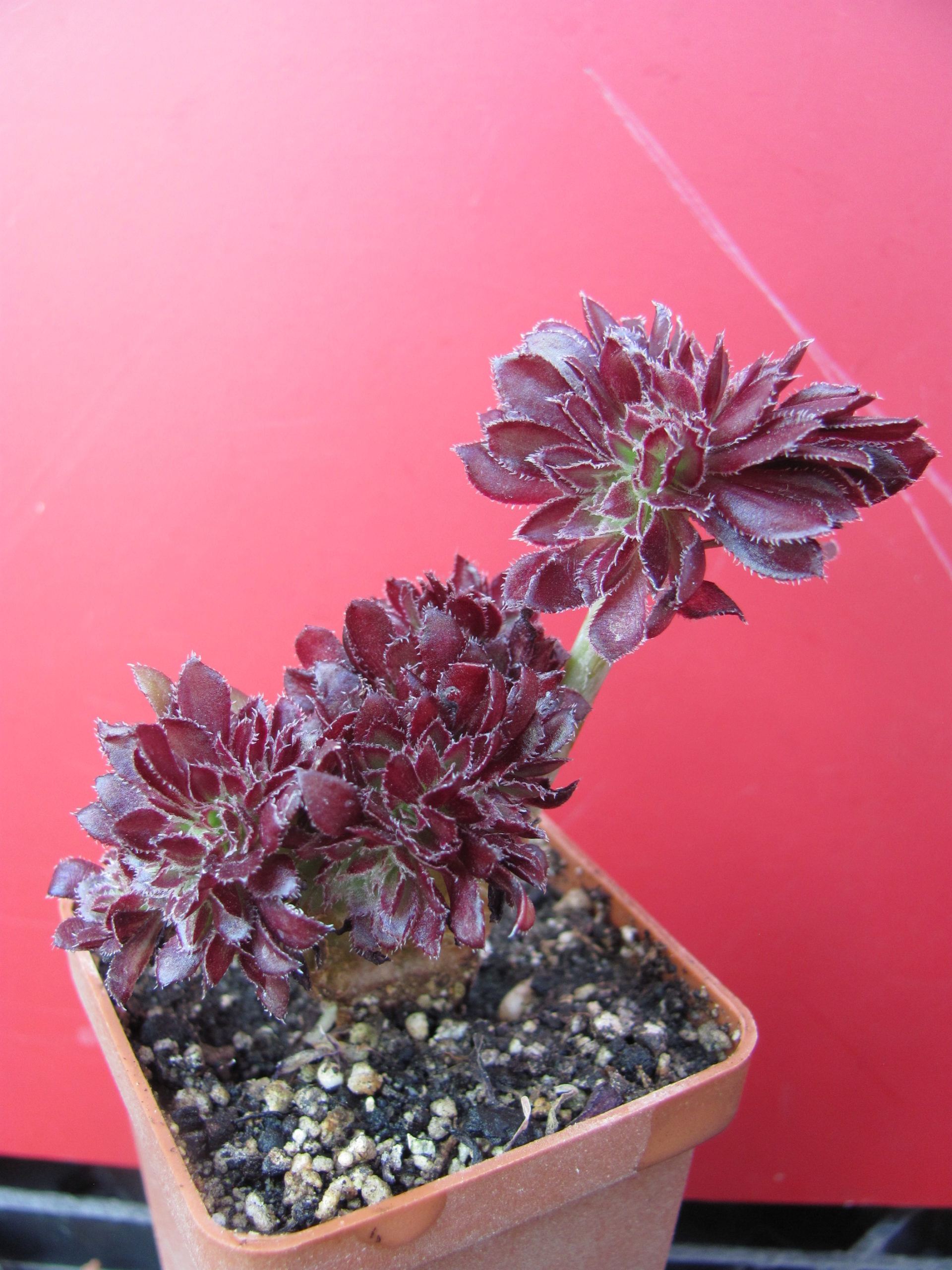 Aeonium cristata