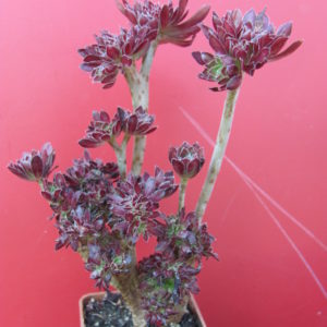Aeonium cristata
