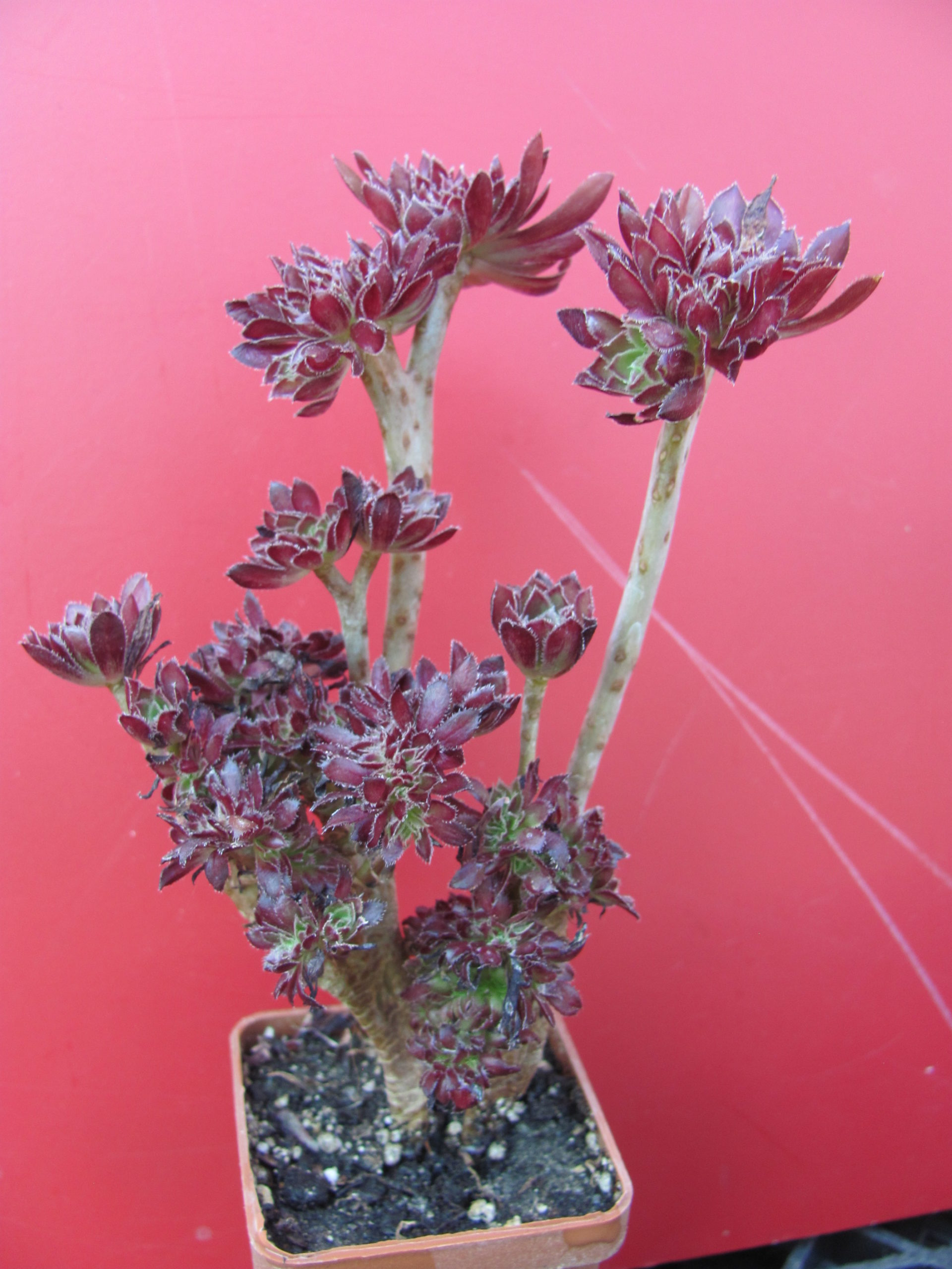 Aeonium cristata
