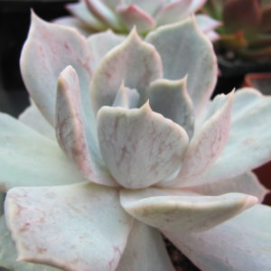 Echeveria   *Vampire Appaloosa*