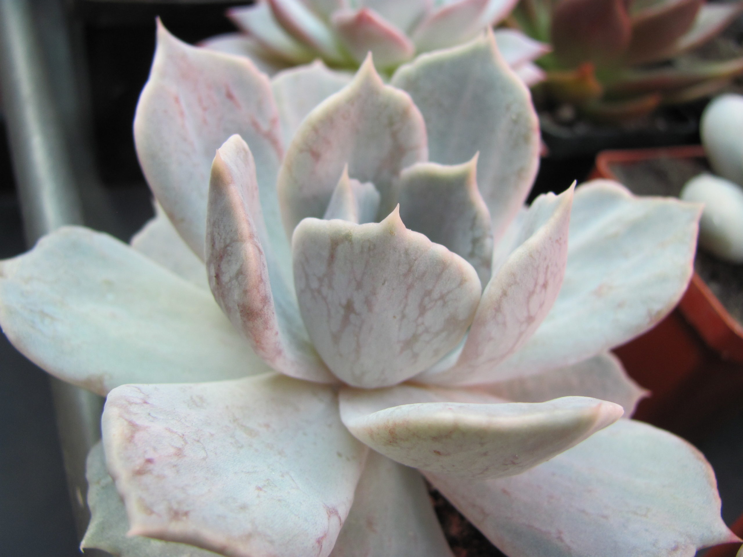 Echeveria   *Vampire Appaloosa*