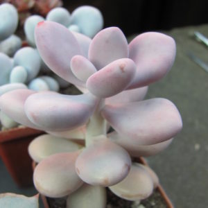 Pachyphytum Pink