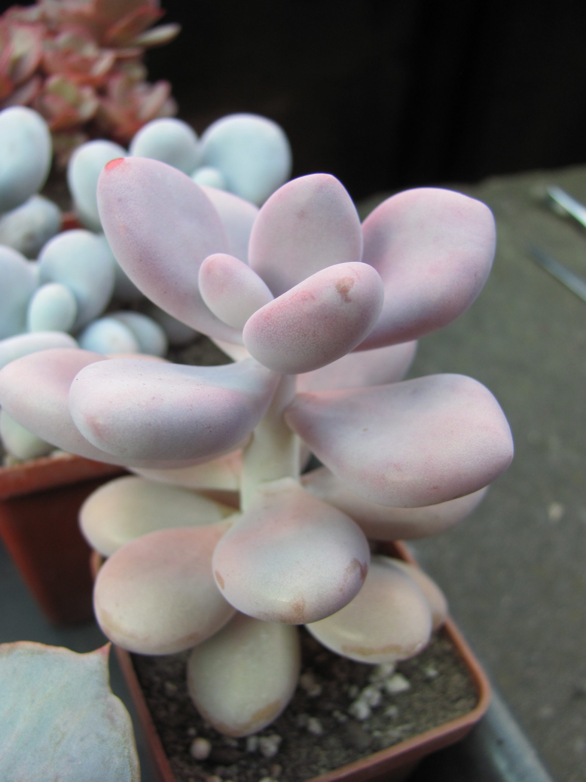 Pachyphytum Pink