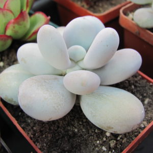 Pachyphytum oviferum